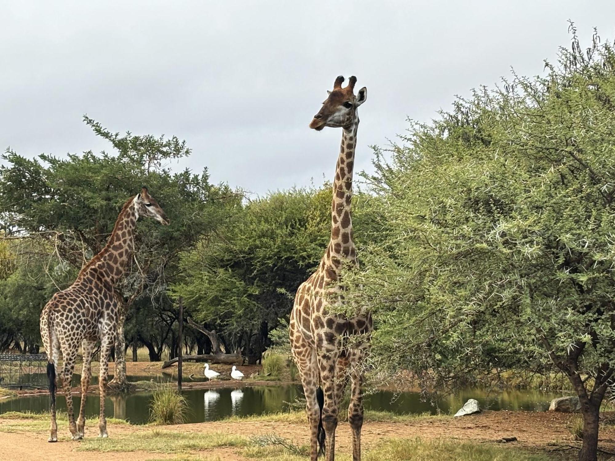 Tula Baba Game Lodge Brits Eksteriør bilde